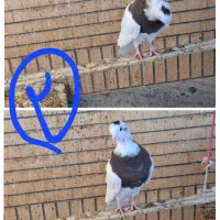 کبوتر طوقی|پرنده|مبارکه, |دیوار