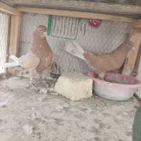 کفتر زرد پرشی