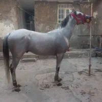نریون دوسر مدارک دار|اسب و تجهیزات اسب‌سواری|اهواز, امانیه|دیوار