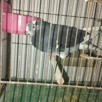 کفتر معاوضه با فنج