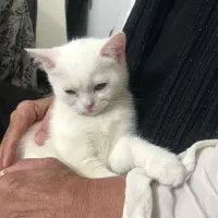 گربه