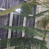 درخت موز ۴ متری و نخل خرما دو متری|گل و گیاه طبیعی|پردیس, فاز ۲|دیوار