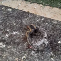 حراج انواع کبوتر|پرنده|خورموج, |دیوار