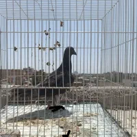 کفتر ، کبوتر