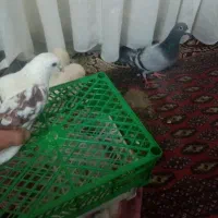 دوعدد کفتر ودوعدد بلدرچین تخم گذار بفروش میرسد