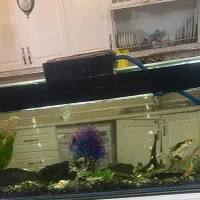 اکوراریوم بدون ماهی