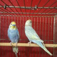 مرغ عشق رنگین کمانی