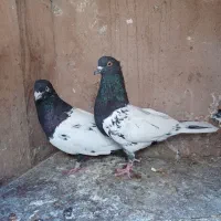فروش دو کبوتر سینه ای وکله ای|پرنده|بم, |دیوار
