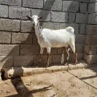بز ابستن خیلی نزدیک|حیوانات مزرعه|بندرعباس, |دیوار