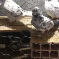 کبوترکلاغی|پرنده|معصومیه, |دیوار