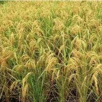 دهقان شالیکار برای کاشت شراکتی و رهنی