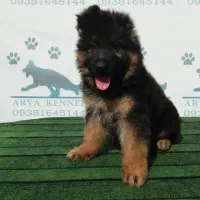 سگ ژرمن توله و بالغ دورنگ و بلک