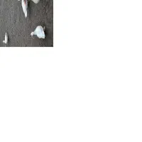 غاز|حیوانات مزرعه|حویق, |دیوار