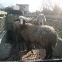 فروش گوسفند نر و ماده