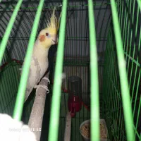 عروس هلندی لوتینو نر|پرنده|عباسآباد, |دیوار