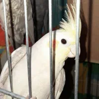 عروس هلندی نر جوجه ۶ماهه بشرط سلامت