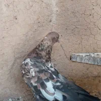 کله ای