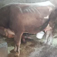 گاو اول شکم با گوساله نر