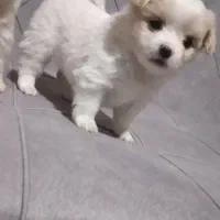 توله فسقلی خیلی کوچولو