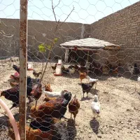 جوجه گلپایگانی ۲ماهه۹۰عدد و خروس گلپایگانی ۱۰عدد|حیوانات مزرعه|شهریار, دهشاد بالا|دیوار
