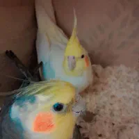 یه جفت عروس هلندی نر و ماده .|پرنده|قم, پردیسان|دیوار