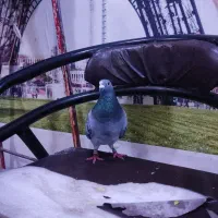 کبوتر پلاکی