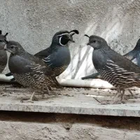 بلدرچین کالیفرنیایی بالغ|حیوانات مزرعه|تهران, دولاب|دیوار