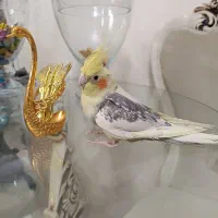 عروس  نر ماده  فول دستی