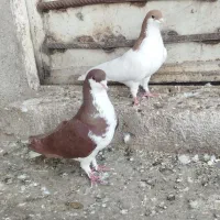 کبوتر خوشرنگ جفتی