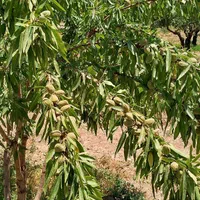 فروش زمین ۶۶۶ متری در محدوده پل زمانخان شوراب|فروش زمین و ملک کلنگی|اصفهان, فیض|دیوار