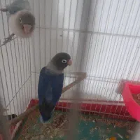 جفت کوتوله باجوجه