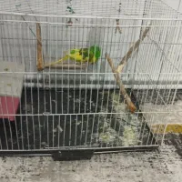 مرغ عشق|پرنده|رباط‌کریم, رباط‌کریم|دیوار