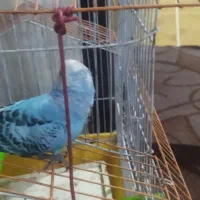 مرغ عشق|پرنده|ایذه, |دیوار