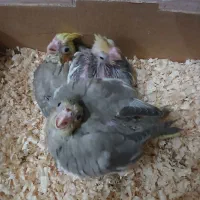 جوجه عروس هلندی