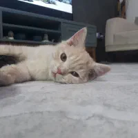 گربه بریتیش گلد و سیلور|گربه|تهران, پرستار|دیوار