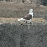 کبوتر|پرنده|شاندیز, |دیوار