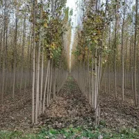 نهال شال ارزان و پرفروش برای کشاورزی صنعتی