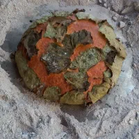 گاوجنگلی اصیل بانرگوساله 4ماهه و2ماه آبست|حیوانات مزرعه|رامیان, |دیوار