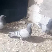 کفتر پرشی|پرنده|مشهد, احمدآباد|دیوار