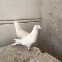 کفتر دمبی جفت