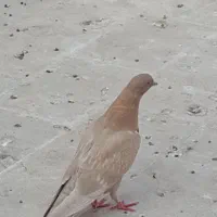 جوجه شمرونی|پرنده|قم, گلزار|دیوار