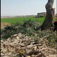 خریدار درخت