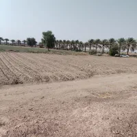 20 هکتار زمین کشاورزی لطفا فقط تماس بگیرید