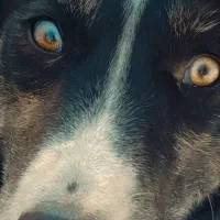 سگ شکاری کاملا با هوش سریع برا شکار برا فروش|سگ|عنبرآباد, |دیوار