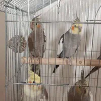 عروس هلندی مولد