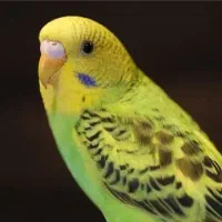 مرغ عشق