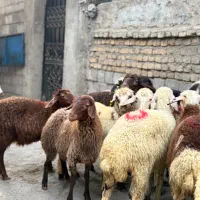 گوسفند فروشی نر چاق و چله|حیوانات مزرعه|تهران, هرندی|دیوار