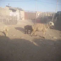 کهره و بره و بز
