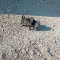 دو عدد توله نر دورگ هیکلی|سگ|زابل, |دیوار