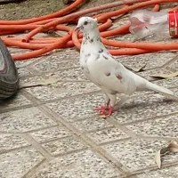 کفتر|پرنده|فاضل آباد, |دیوار